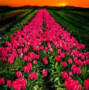 Meet your Posher, Barb